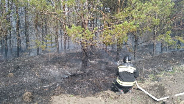 Пожарные борются с возгоранием сухой травы.