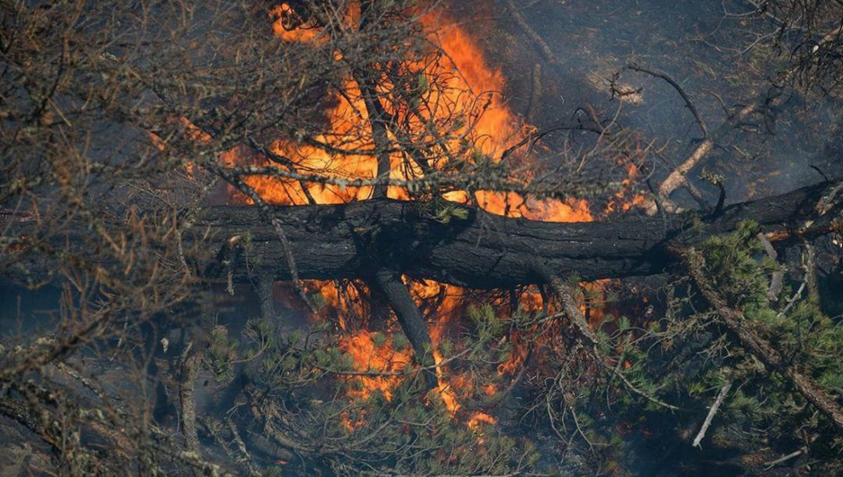 Власти Алтайского края сообщили, когда в лесах может начаться пожароопасный сезон