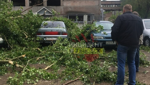Тополь рухнул на автомобили в Рубцовске