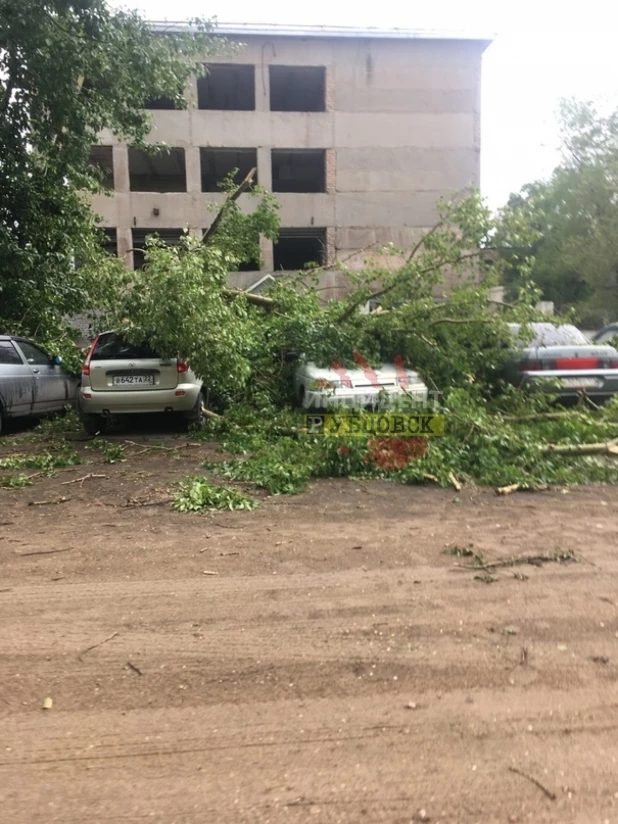 Тополь рухнул на автомобили в Рубцовске