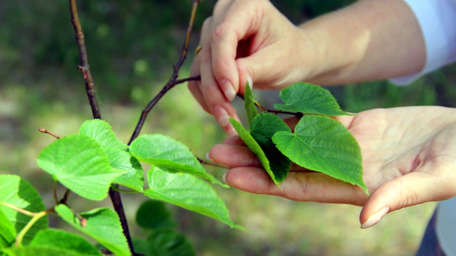 Саженец липы.
