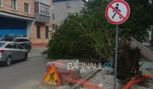 В Барнауле на машину рухнуло дерево.