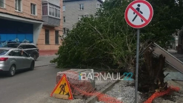 В Барнауле на машину рухнуло дерево.