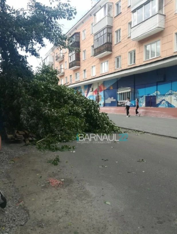 В Барнауле на машину рухнуло дерево.