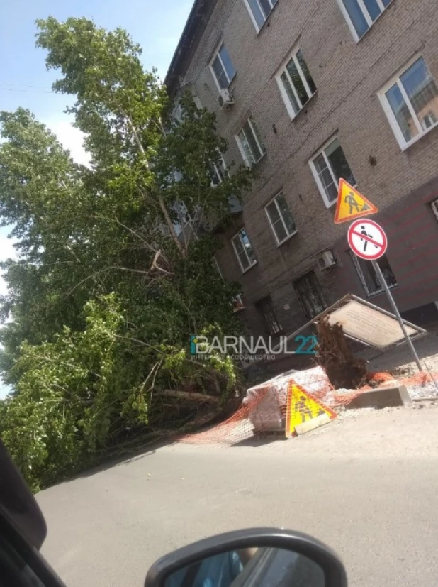 В Барнауле на машину рухнуло дерево.