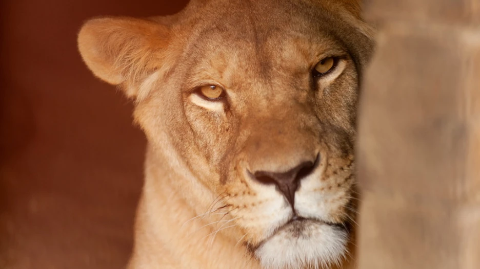 Барнаульский зоопарк вновь открылся для посетителей после снятие режима ограничений.