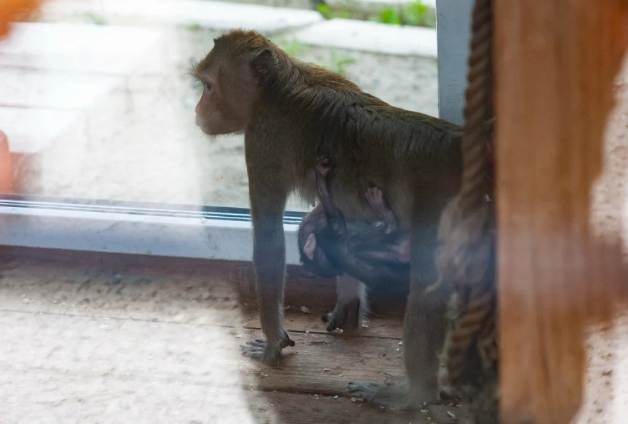 Барнаульский зоопарк вновь открылся для посетителей после снятие режима ограничений.