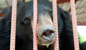 Барнаульский зоопарк вновь открылся для посетителей после снятие режима ограничений.