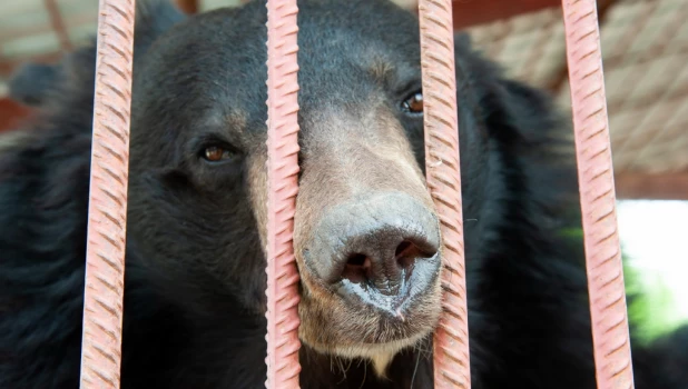 Барнаульский зоопарк вновь открылся для посетителей после снятие режима ограничений.
