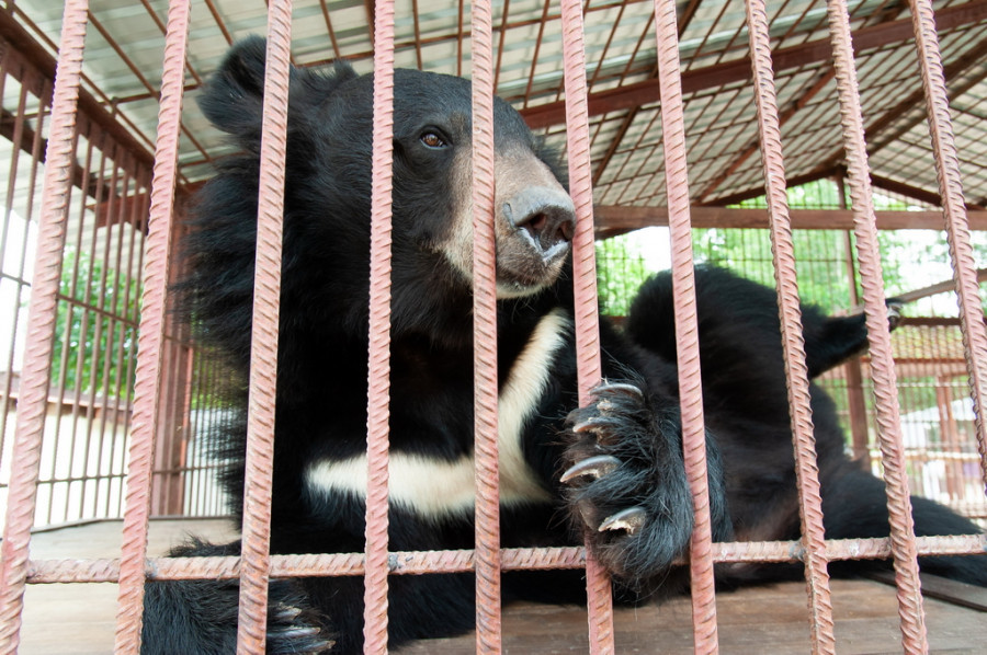 Барнаульский зоопарк вновь открылся для посетителей после снятие режима ограничений.