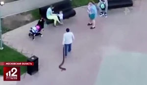 Императорский удав на детской площадке