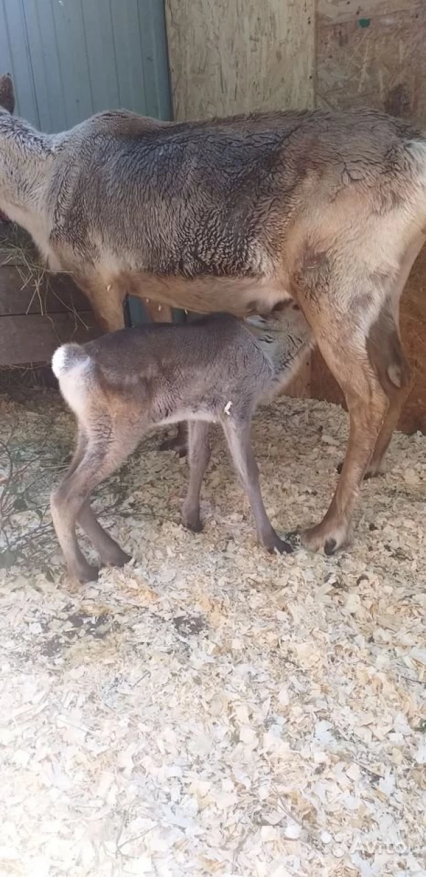 Домашний олень