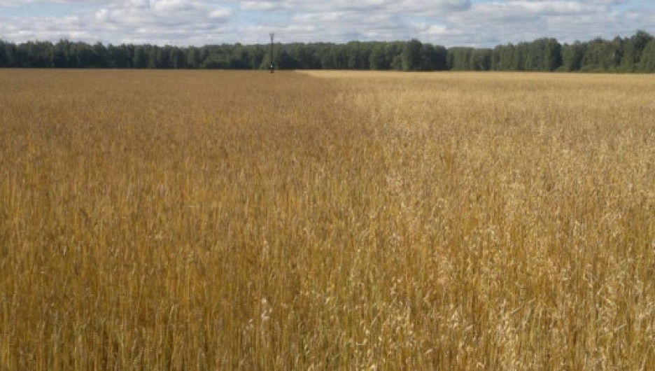 Эффективность работы препарата АКСИАЛ® 50 на яровой пшенице, норма расхода 0,8 л/га, по сравнению с контролем