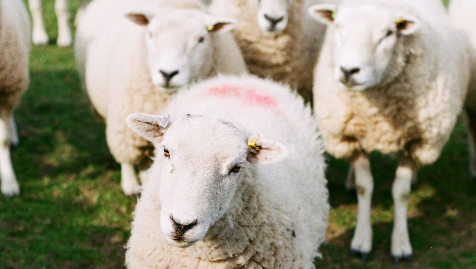 Стало известно, как погибли 28 овец на барнаульском подворье