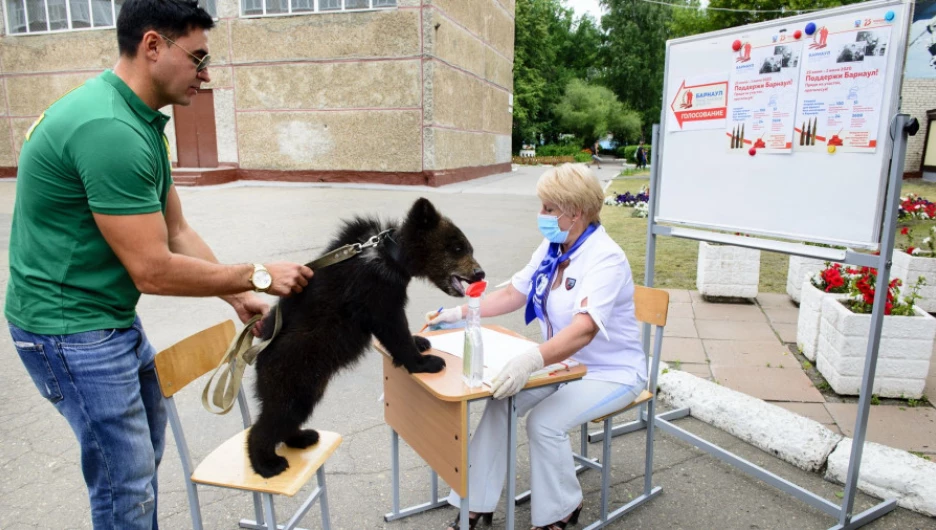 Маски, дистанция и малая медведица. Большой фоторепортаж с голосования по Конституции в Барнауле 