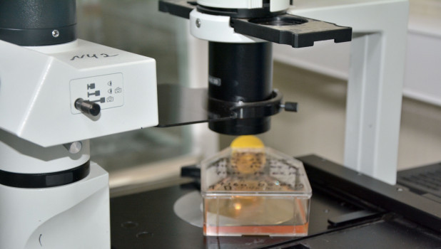 Микроскоп для микроскопии культуры клеток при исследовании на вирусные болезни животных.