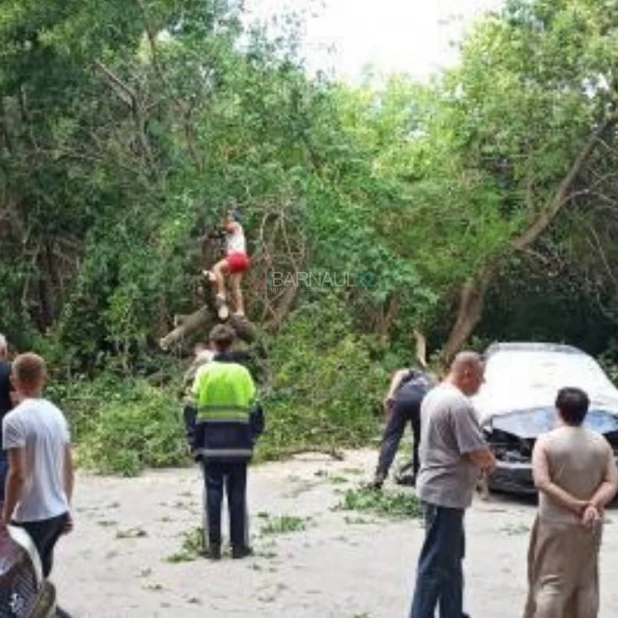 Дерево разбило три автомобиля в Барнауле.