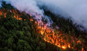Лесной пожар в Красноярском крае.