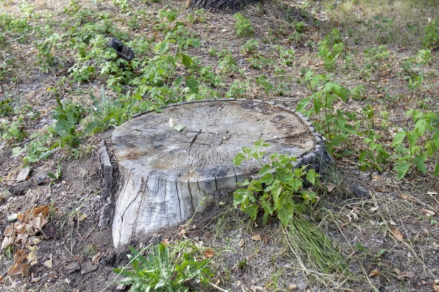 Что происходит в барнаульском парке "Изумрудный". 