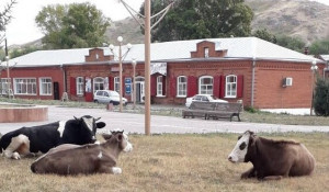 Бродячие коровы в историческом центре Змеиногорска.