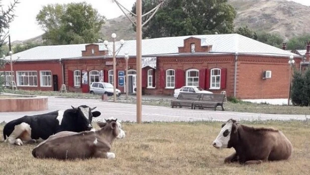 Бродячие коровы в историческом центре Змеиногорска.