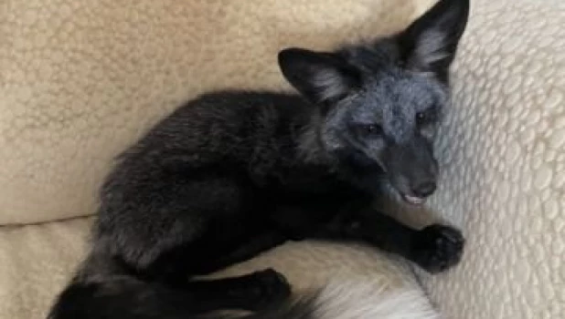 В Барнауле продают бурую лису