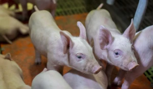 Свиноводческий комплекс.