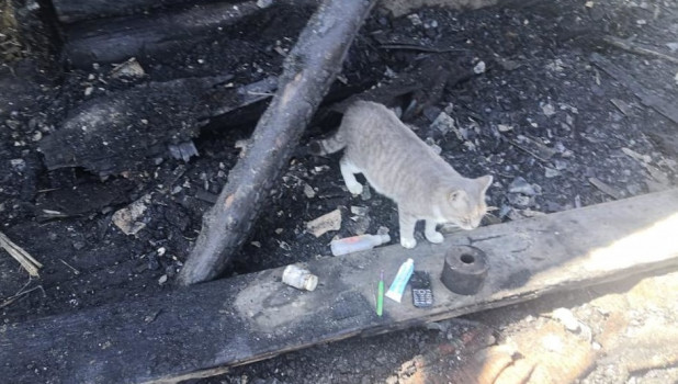 Кошка спасла спящих россиян от пожара.