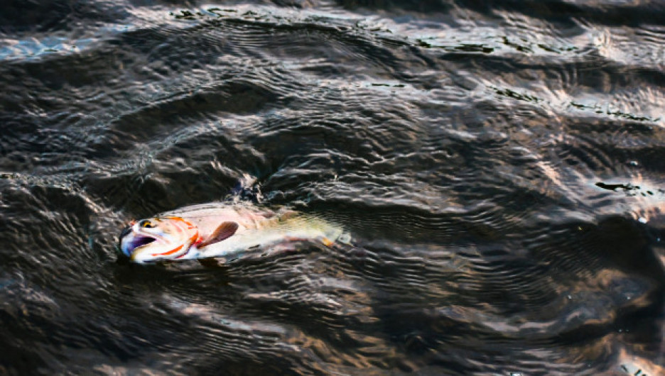 Из до дна замерзшей речки на Алтае спасли 4,5 тонны рыбы