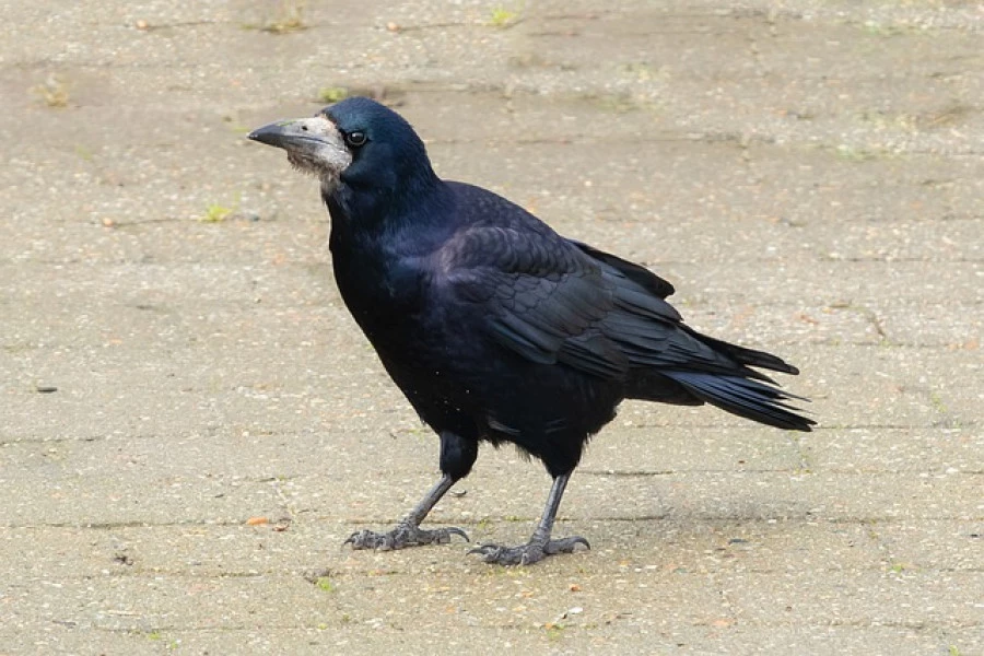 Грач - широко распространенная в Евразии птица рода воронов.