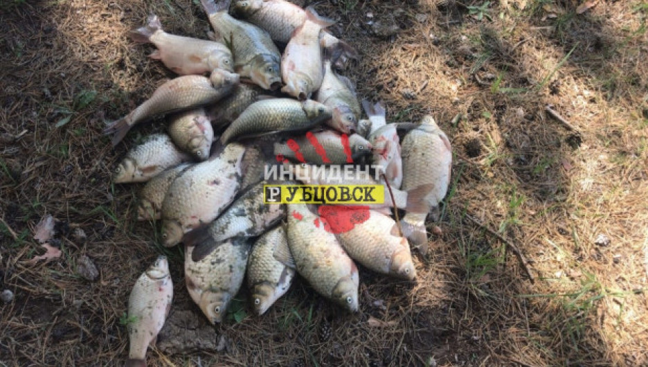 Жители алтайского села собирают рыбу из озера, где ее убили водоросли