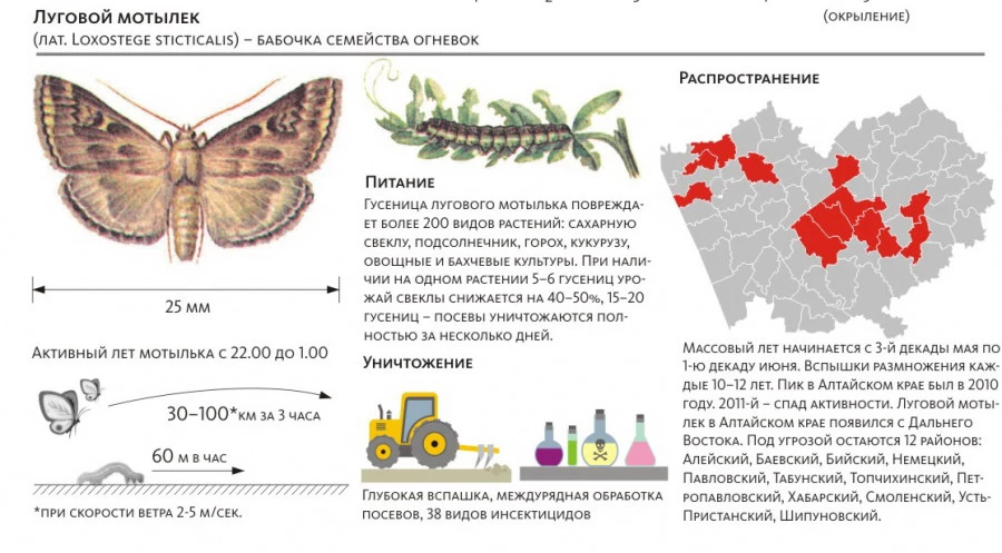 Инфографика: луговой мотылек.