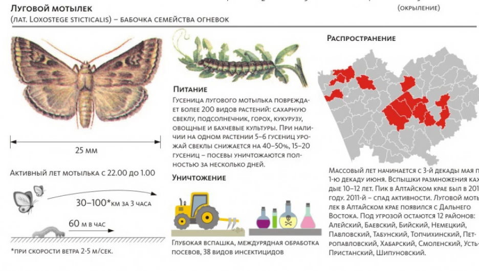 Инфографика: луговой мотылек.