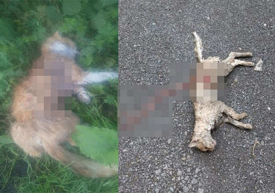 Убитые кошки в Новосибирске.