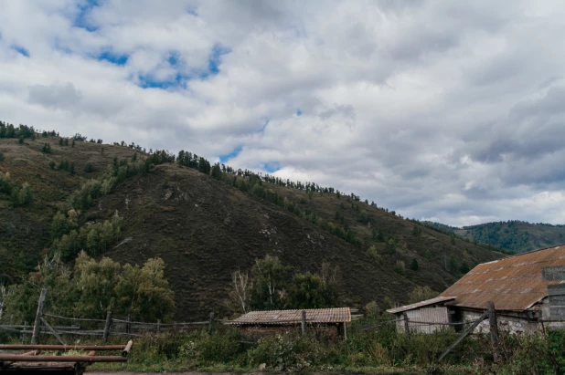 Маральник в Алтайском районе