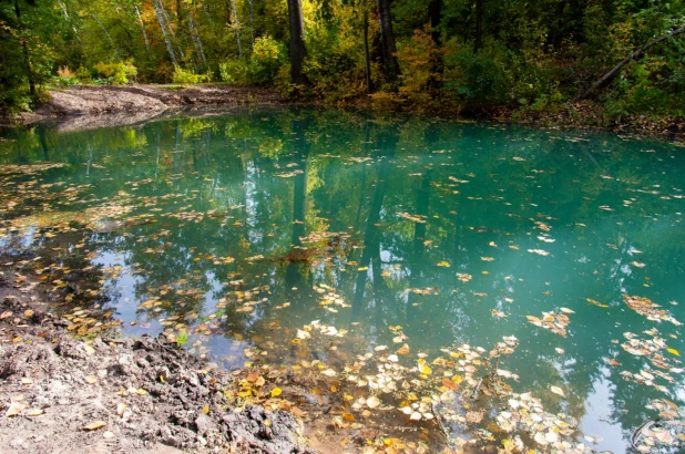 Осень в барнаульском дендрарии.