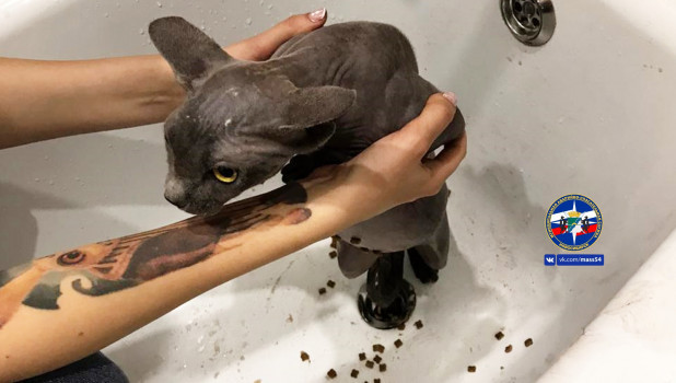 Кошка застряла в ванне в Новосибирске. 