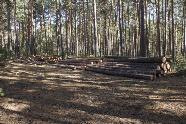 Вырубка леса в Барнауле.