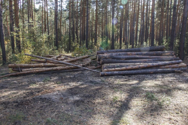 Вырубка леса в Барнауле.