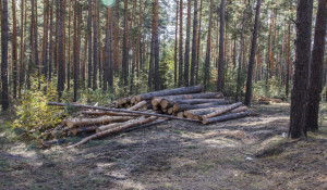 Вырубка леса в Барнауле.