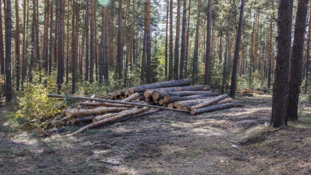 Вырубка леса в Барнауле.