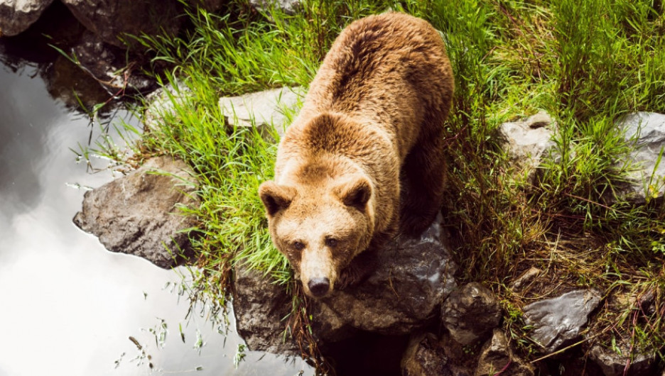 В алтайском заповеднике закрыли туристические маршруты из-за нашествия медведей