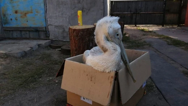 Подстреленный кудрявый пеликан.