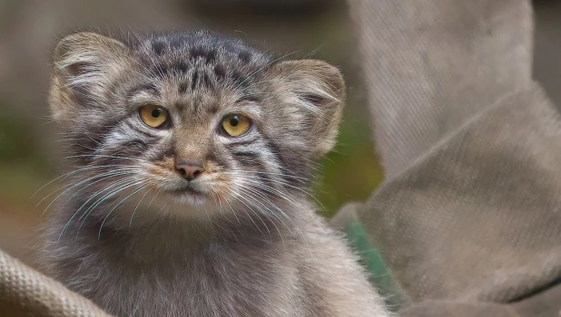Манулы в Новосибирском зоопарке.