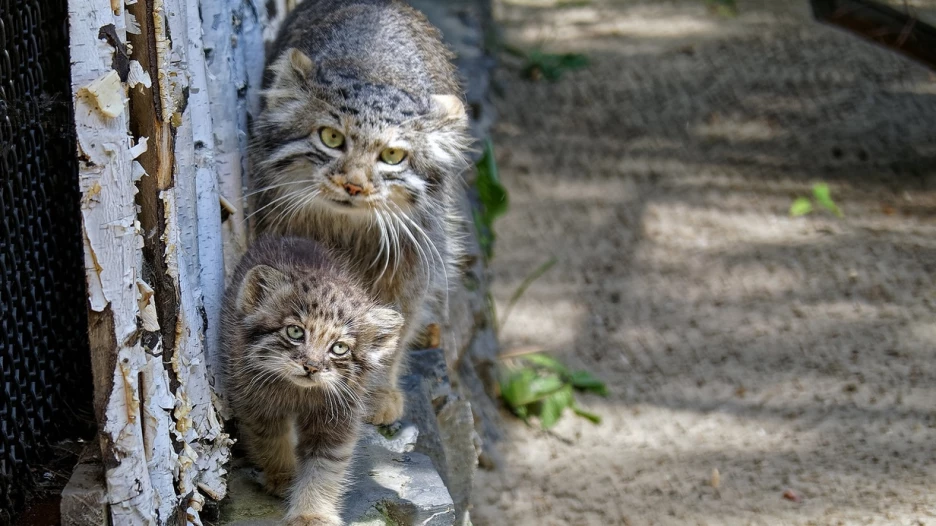 Манулы в Новосибирском зоопарке.