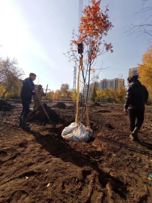 Высадка крупномерных деревьев в парке "Изумрудный".