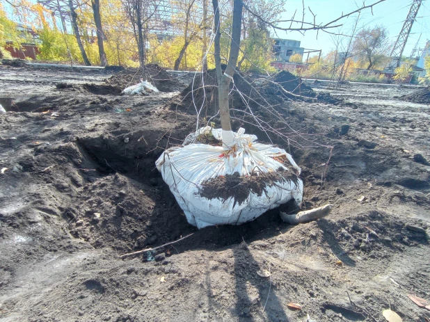 Высадка крупномерных деревьев в парке "Изумрудный".