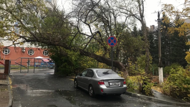 Спорный клен с придомовой территории дома на ул. Геблера, 28.