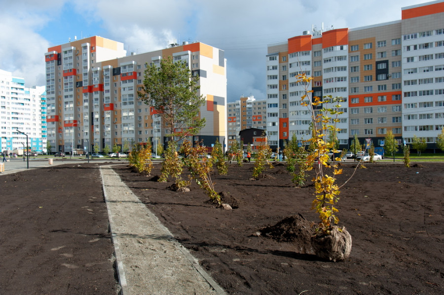 Озеленение сквера на улице Ускова в Барнауле.  