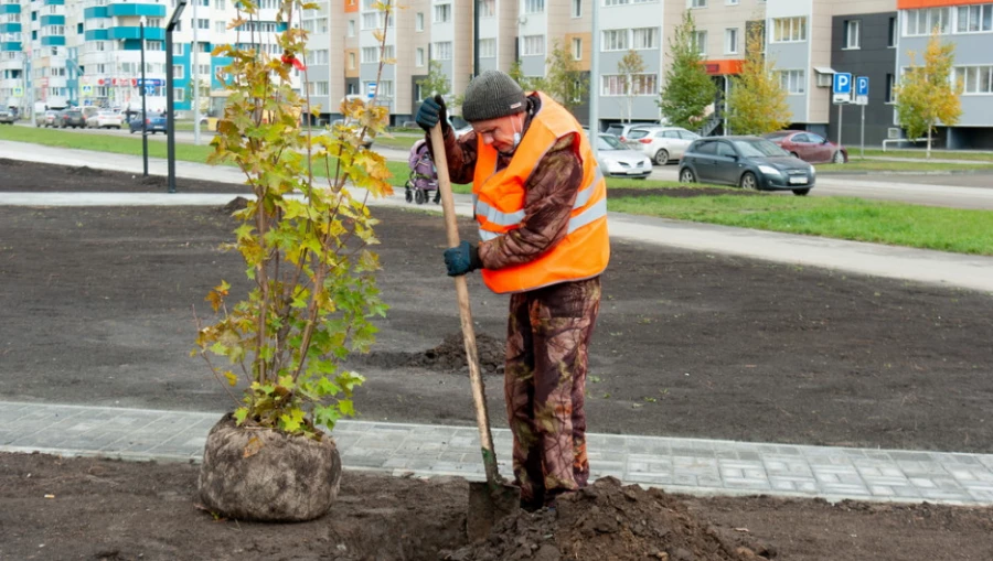 Озеленение сквера на улице Ускова в Барнауле.  